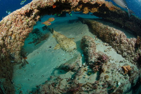 Aarhus Dive Site - Accommodation Broome 2
