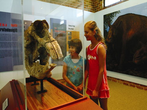 Australian Museum Diprotodon Exhibition: Closed For Building Repair July August - Accommodation Broome 0