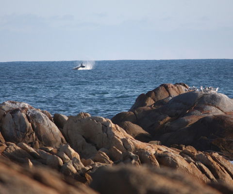 Cape Conran Coastal Park - Accommodation Broome 1