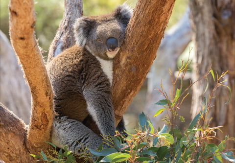 Cleland Wildlife Park - Accommodation Broome 0
