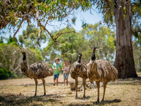 Cleland Wildlife Park - Accommodation Broome 2
