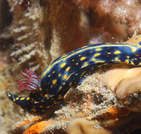 Cochrane Artificial Reef Dive Site - Accommodation Broome
