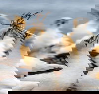 Gannets in Portland - Accommodation Broome