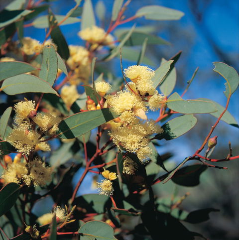 Norseman - Accommodation Broome 0