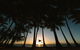 Palm Cove - thumb 2
