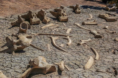 Australian Age Of Dinosaurs - Accommodation Broome 2