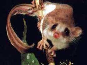 Carrowong Fauna Sanctuary - Accommodation Broome 0