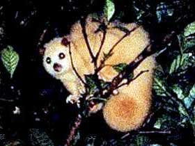 Carrowong Fauna Sanctuary - Accommodation Broome 1