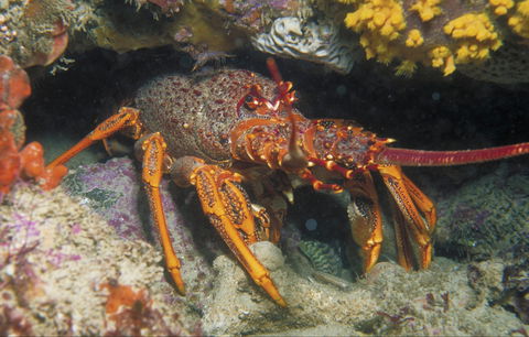 Eagle Rock Marine Sanctuary - Accommodation Broome 1