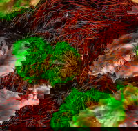 Ghost Mushroom Lane - Accommodation Broome