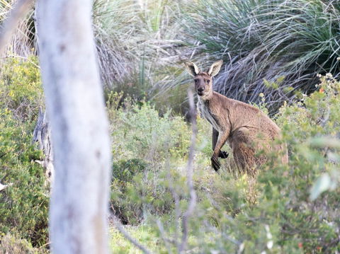 Kaiserstuhl Conservation Park - Accommodation Broome 0