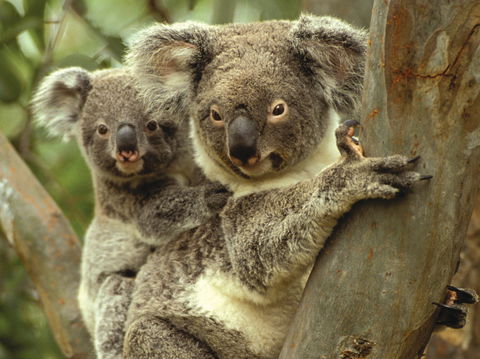 Koalas In Gunnedah - Accommodation Broome 0