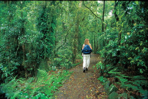 Mount Cougal, Springbrook National Park - Accommodation Broome 0