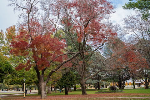 Queanbeyan Central Park - Accommodation Broome 1