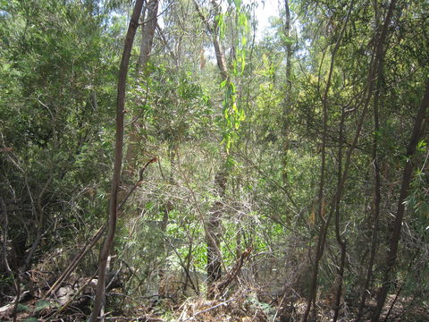 Wangaratta Common Nature Conservation Reserve - Accommodation Broome 0
