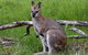 Ultimate Blue Mountains And Wildlife Tour - thumb 2