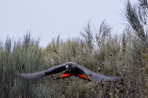 Ultimate Blue Mountains And Wildlife Tour - Accommodation Broome 1