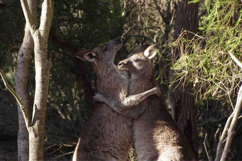Kangaroo Encounter & Aboriginal Rock Arts Half-Day Trip From Sydney - Accommodation Broome 9