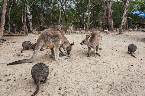 Kangaroo Encounter & Aboriginal Rock Arts Half-Day Trip From Sydney - Accommodation Broome 6