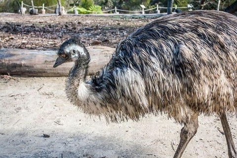 Kangaroo Encounter & Aboriginal Rock Arts Half-Day Trip From Sydney - Accommodation Broome 2