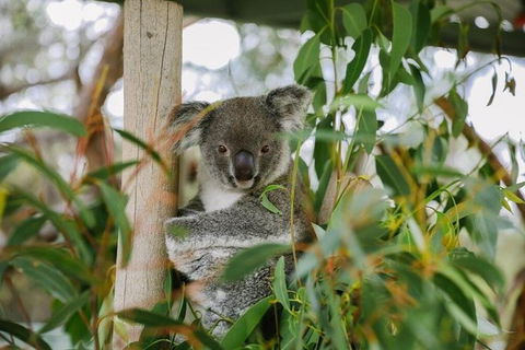 Kangaroo Encounter & Aboriginal Rock Arts Half-Day Trip From Sydney - Accommodation Broome 0