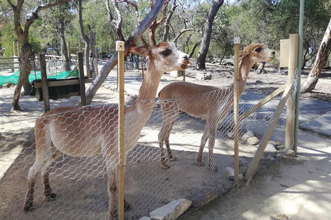 Kangaroo Encounter & Aboriginal Rock Arts Half-Day Trip From Sydney - Accommodation Broome 5