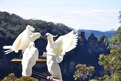 All-Inclusive Blue Mountains Tour In A Luxury Mercedes Sprinter - Accommodation Broome 1