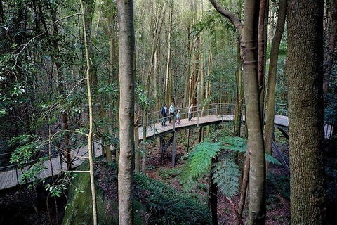 All-Inclusive Blue Mountains Tour In A Luxury Mercedes Sprinter - Accommodation Broome 13