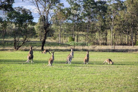 Private Full-Day Wine Tour In Hunter Valley - Accommodation Broome 2