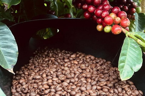 Coffee Farm Tour And Workshop, Byron Bay Hinterland - Accommodation Broome 1