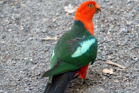 Sydney Parrots, A Unique Island And More - Accommodation Broome 1