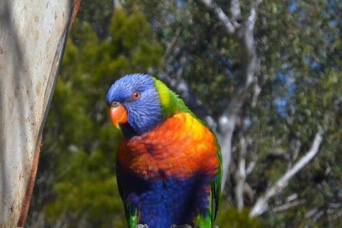 Sydney Parrots, A Unique Island And More - Accommodation Broome 3