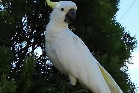 Sydney Parrots, A Unique Island And More - Accommodation Broome 0