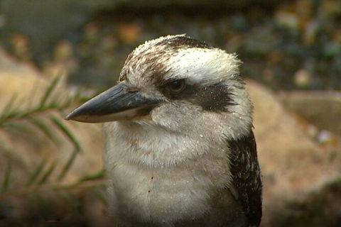 Sydney Parrots, A Unique Island And More - Accommodation Broome 4