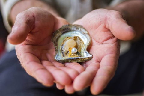 Australian Pearl Experience & Kangaroo Encounter Day Trip From Sydney - Accommodation Broome 3