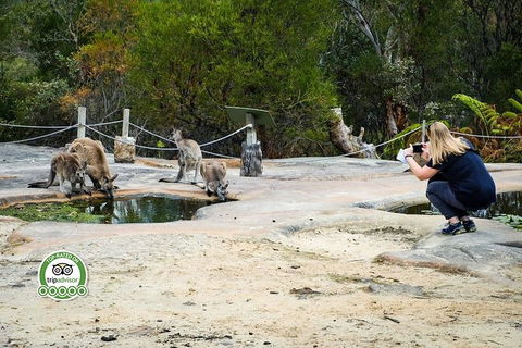 Australian Pearl Experience & Kangaroo Encounter Day Trip From Sydney - Accommodation Broome 4