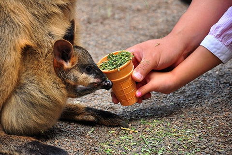 Blue Mountains Highlights & Wildlife Park - Accommodation Broome 3