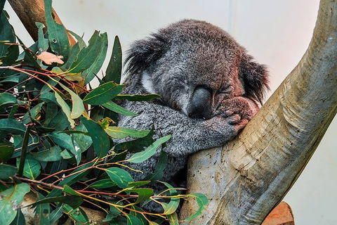 Blue Mountains Highlights & Wildlife Park - Accommodation Broome 1