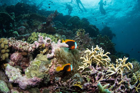 Passions Of Paradise Great Barrier Reef Snorkel And Dive Cruise From Cairns By Luxury Catamaran - Accommodation Broome 9