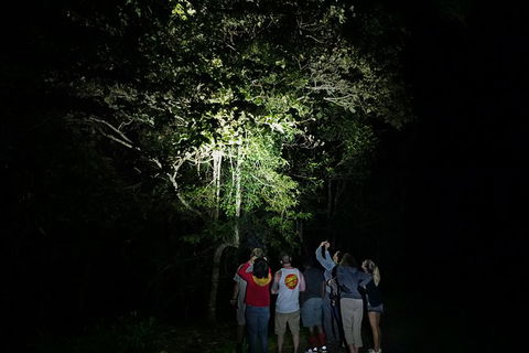 Atherton Tablelands Rain Forest By Night From Cairns - Accommodation Broome 9