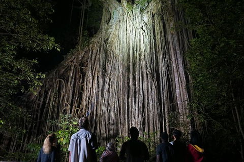 Atherton Tablelands Rain Forest By Night From Cairns - Accommodation Broome 3