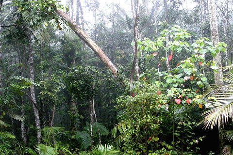 Atherton Tablelands Rain Forest By Night From Cairns - Accommodation Broome 4