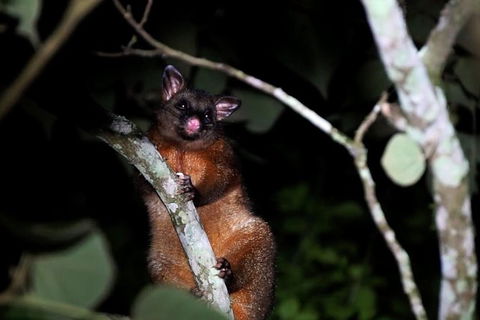 Atherton Tablelands Rain Forest By Night From Cairns - Accommodation Broome 2