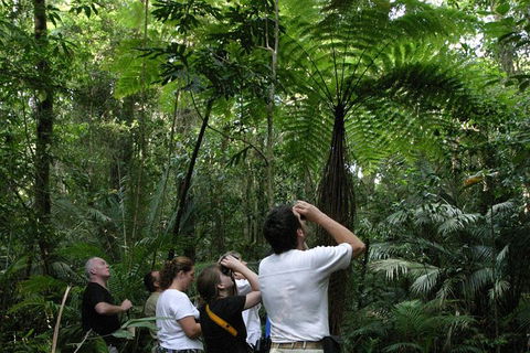 Atherton Tablelands Rain Forest By Night From Cairns - Accommodation Broome 6