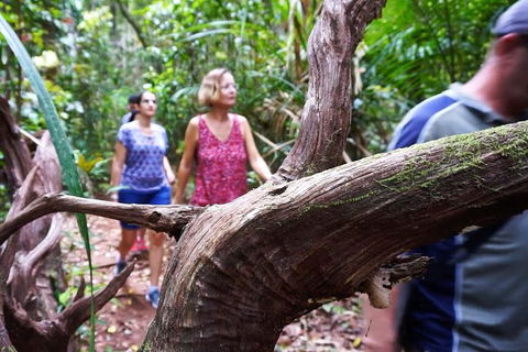 Atherton Tablelands Rain Forest By Night From Cairns - Accommodation Broome 8