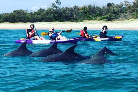 Half Day Dolphin Kayaking And Snorkeling Tour - Accommodation Broome 1
