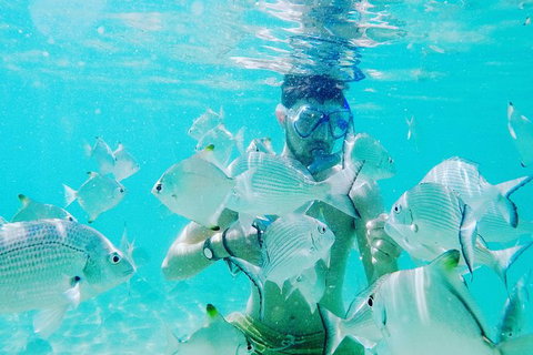 Half Day Dolphin Kayaking And Snorkeling Tour - Accommodation Broome 3