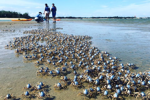 Half Day Dolphin Kayaking And Snorkeling Tour - Accommodation Broome 10