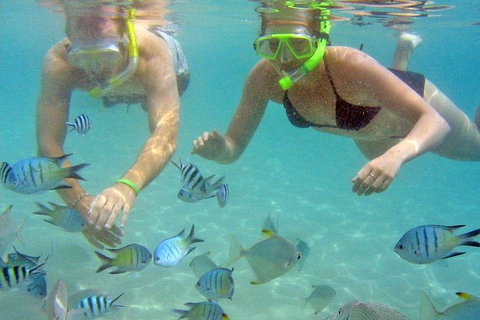 Half Day Dolphin Kayaking And Snorkeling Tour - Accommodation Broome 4