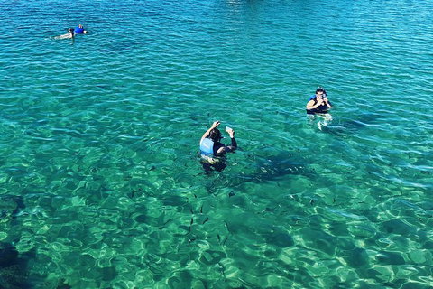 Half Day Dolphin Kayaking And Snorkeling Tour - Accommodation Broome 12